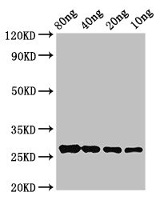 OLE9 | Major pollen allergen Ole e 9 in the group Antibodies Plant/Algal / Food Proteins/Allergens at Agrisera AB (Antibodies for research) (AS19 4348)